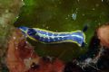 Hypselodoris tricolor