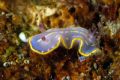 Chromodoris krohni