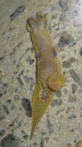 Hypselodoris picta