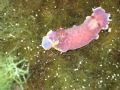 Chromodoris purpurea