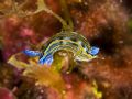 Hypselodoris villafranca