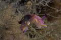 Chromodoris luteorosea