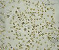 Cromulina sp.