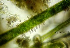 Chamaesiphonaceae