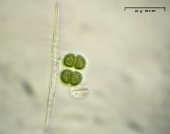 Chroococcaceae