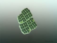 Merismopediaceae