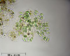 Synechococcaceae