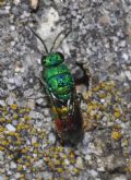 Chrysis comparata