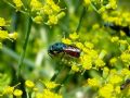 Chrysis cerastes