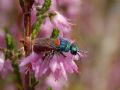 Chrysis scutellaris