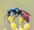 Chrysis scutellaris