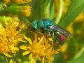 Chrysis marginata aliunda