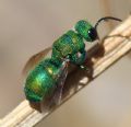 Chrysis chrysoprasina