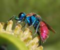 Chrysis pulchella