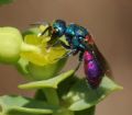 Chrysis paglianoi