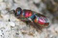 Chrysis auriceps