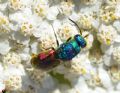 Chrysis marginata aliunda