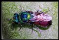 Chrysis comparata