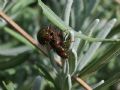 Chrysolina americana