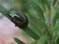 Chrysolina americana