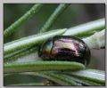 Chrysolina americana