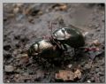 Chrysolina bankii