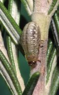 Chrysolina americana