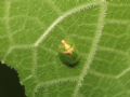 Cassida subreticulata (aff.)