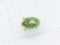 Cassida subreticulata