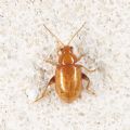 Aphthona flava (cf.)