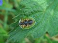 Cassida viridis