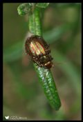 Chrysolina americana