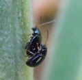 Aphthona sp. (cfr.)
