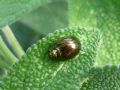 Chrysolina americana