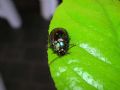 Chrysolina americana