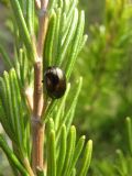 Chrysolina americana