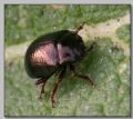 Chrysolina bankii