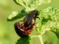 Chrysolina bankii