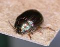 Chrysolina americana