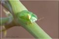 Cassida (Mionycha) margaritacea