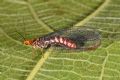 Nothochrysa capitata