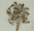 Pseudomallada sp.