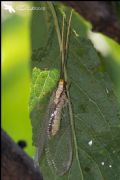 Italochrysa italica