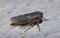 Anaceratagallia sp.