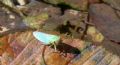 Cicadella viridis