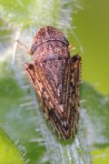 Aphrodes makarovi