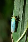 Cicadella viridis