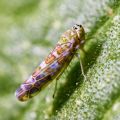 Eupteryx decemnotata