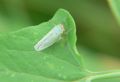 Cicadella viridis