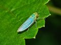 Cicadella viridis